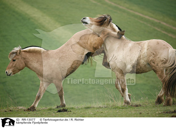 kmpfende Fjordpferde / fighting horses / RR-13077