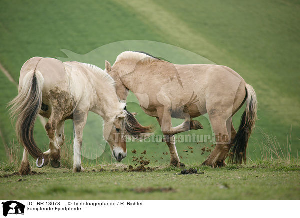 kmpfende Fjordpferde / fighting horses / RR-13078