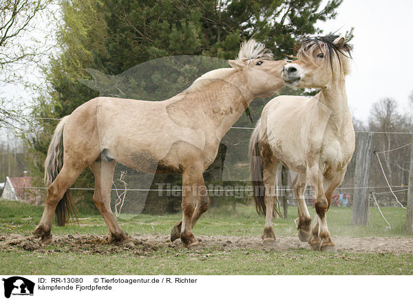 kmpfende Fjordpferde / fighting horses / RR-13080