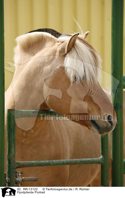 Fjordpferde Portrait / Fjord Horse Portrait / RR-13122