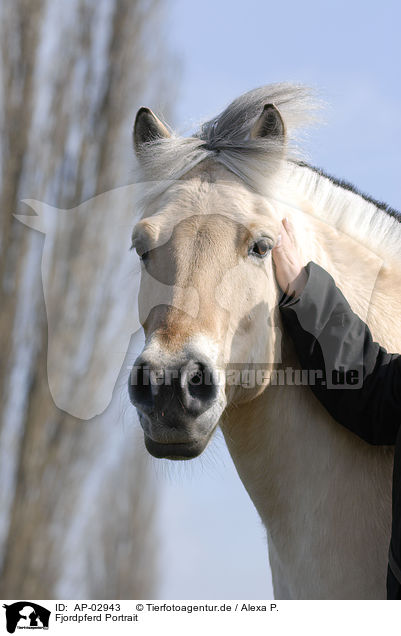 Fjordpferd Portrait / Fjord Horse Portrait / AP-02943