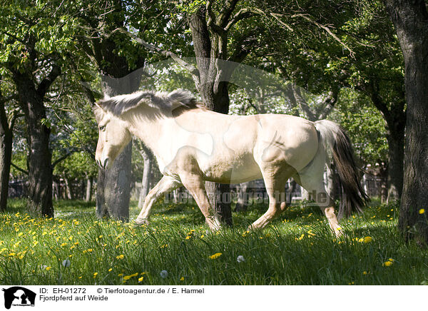 Fjordpferd auf Weide / Fjordpferd on meadow / EH-01272