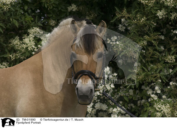 Fjordpferd Portrait / Fjord Horse Portrait / TM-01990