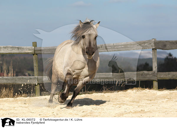 trabendes Fjordpferd / trotting Fjord horse / KL-06072