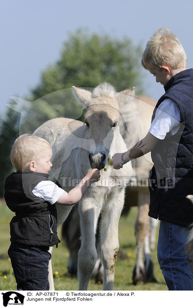 Jungen mit Fjordpferd Fohlen / boys with Fjord foal / AP-07871