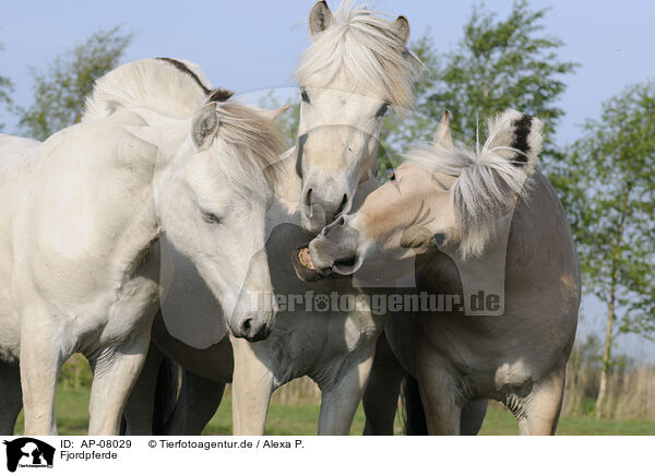 Fjordpferde / Fjords / AP-08029