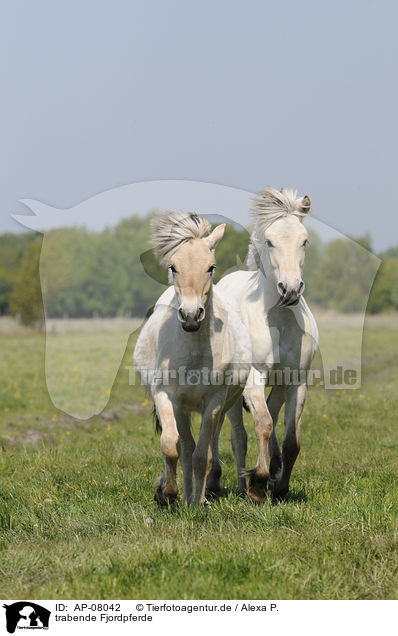 trabende Fjordpferde / trotting Fjords / AP-08042