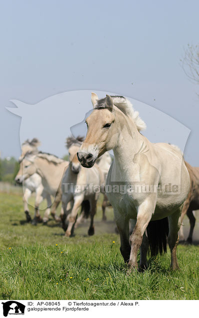 galoppierende Fjordpferde / galloping Fjords / AP-08045