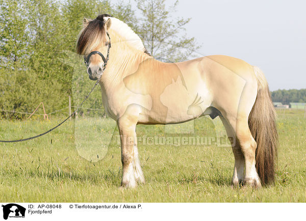 Fjordpferd / Fjord / AP-08048