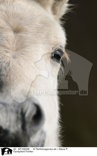 Fjordpferd Fohlen / Fjord foal / AP-08296