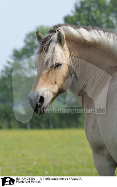 Fjordpferd Portrait / Fjord Portrait / AP-08303