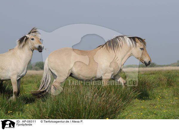 Fjordpferde / Fjords / AP-08311