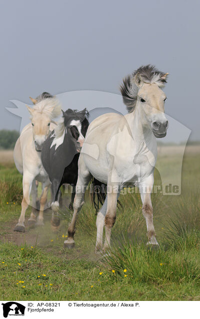 Fjordpferde / Fjords / AP-08321