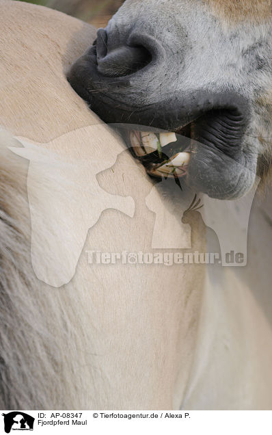 Fjordpferd Maul / Fjord mouth / AP-08347