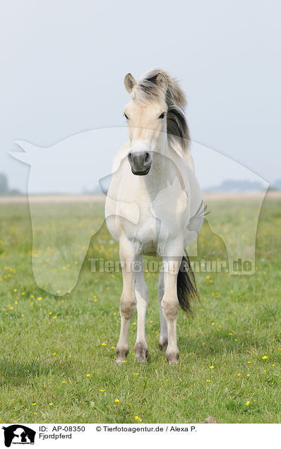 Fjordpferd / Fjord / AP-08350