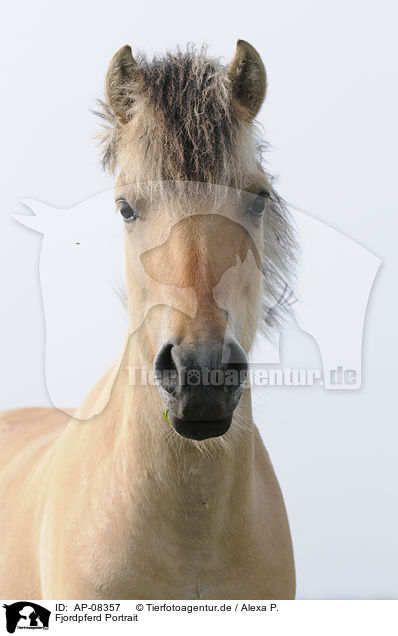 Fjordpferd Portrait / Fjord Portrait / AP-08357
