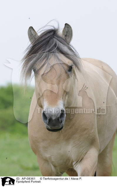 Fjordpferd Portrait / Fjord Portrait / AP-08361