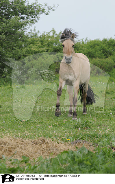 trabendes Fjordpferd / trotting Fjord / AP-08363