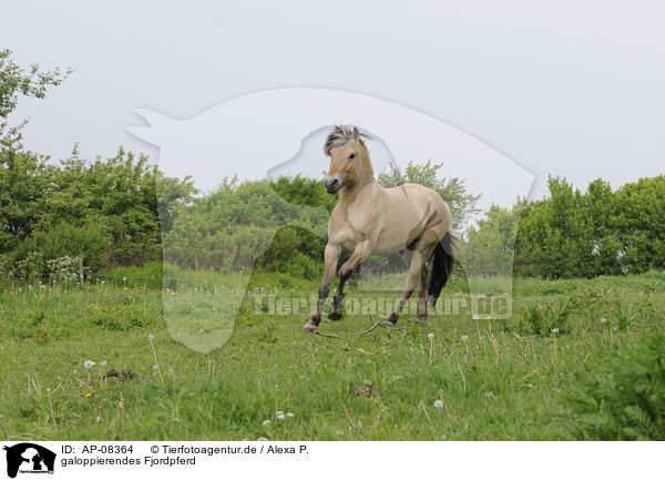 galoppierendes Fjordpferd / galloping Fjord / AP-08364