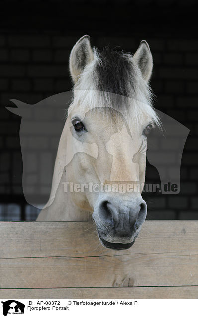 Fjordpferd Portrait / Fjord Portrait / AP-08372