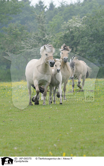 Fjordpferde / Fjords / AP-08375