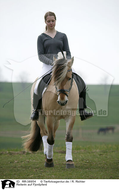 Reiterin auf Fjordpferd / rider with norwegian horse / RR-38954
