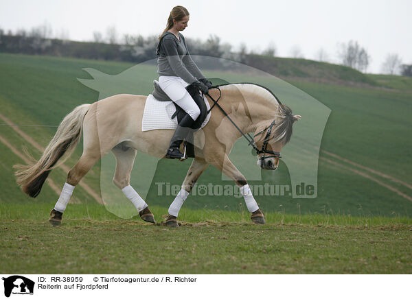 Reiterin auf Fjordpferd / rider with norwegian horse / RR-38959