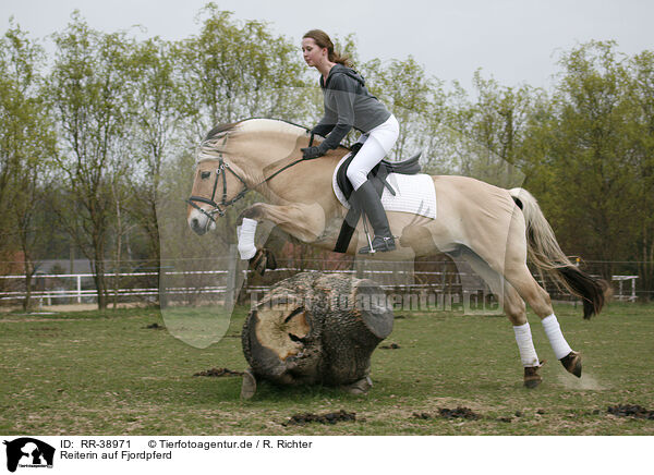Reiterin auf Fjordpferd / rider with norwegian horse / RR-38971