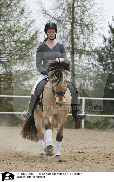 Reiterin auf Fjordpferd / rider with norwegian horse / RR-38982