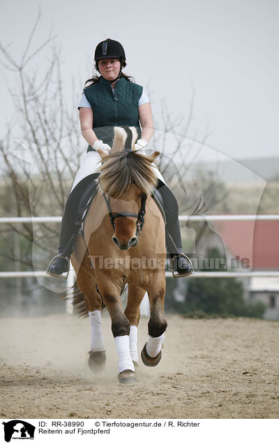 Reiterin auf Fjordpferd / rider with norwegian horse / RR-38990