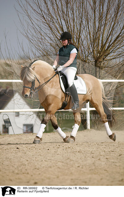 Reiterin auf Fjordpferd / rider with norwegian horse / RR-38992