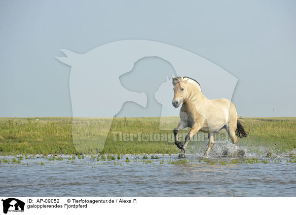 galoppierendes Fjordpferd / AP-09052