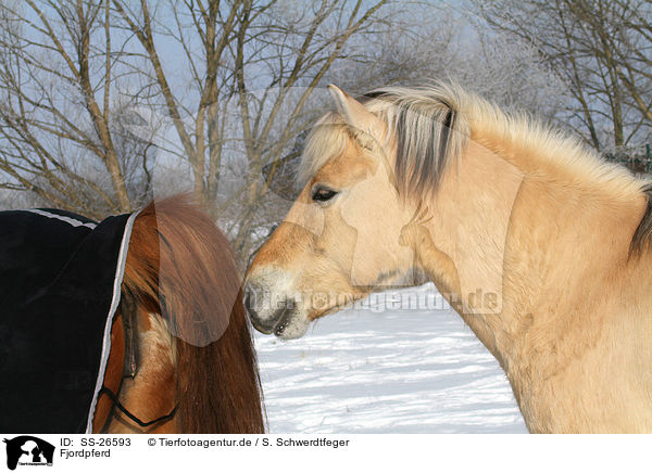 Fjordpferd / Fjord horse / SS-26593