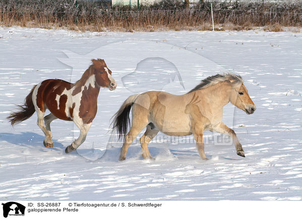 galoppierende Pferde / galloping horses / SS-26887