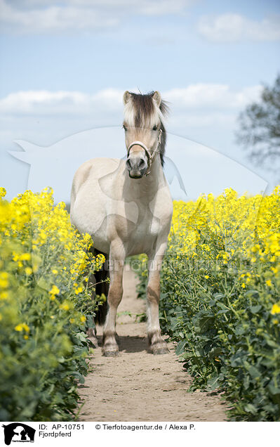 Fjordpferd / Fjord horse / AP-10751