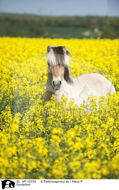Fjordpferd / Fjord horse / AP-10755