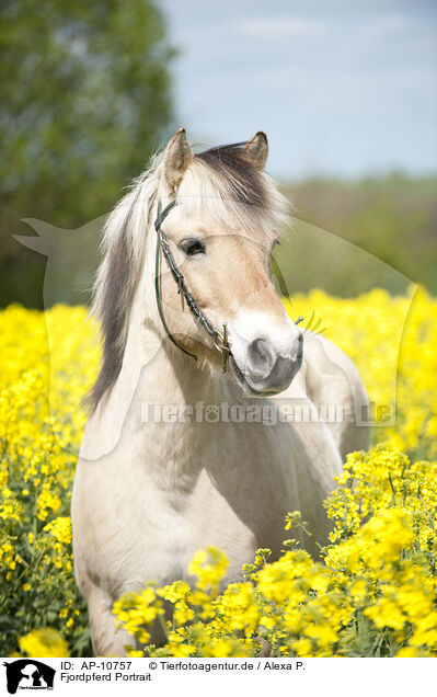Fjordpferd Portrait / Fjord horse portrait / AP-10757