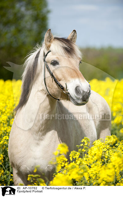 Fjordpferd Portrait / Fjord horse portrait / AP-10762