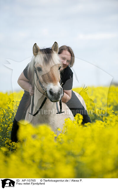 Frau reitet Fjordpferd / woman rides Fjord horse / AP-10765