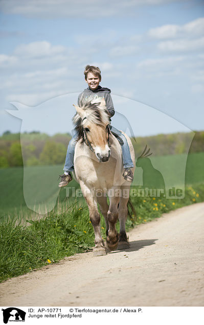 Junge reitet Fjordpferd / boy rides Fjord horse / AP-10771