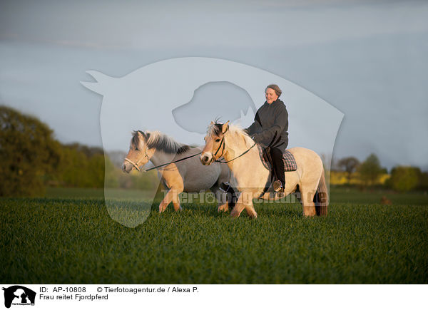 Frau reitet Fjordpferd / woman rides Fjord horse / AP-10808
