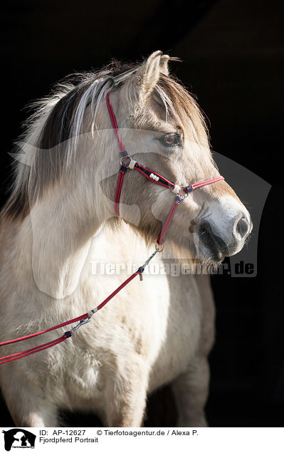 Fjordpferd Portrait / Fjordhorse Portrait / AP-12627