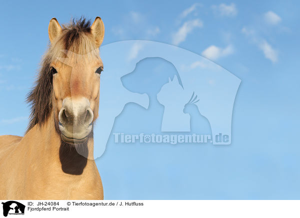 Fjordpferd Portrait / Fjord Horse Portrait / JH-24084