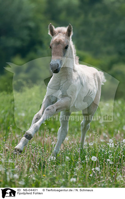 Fjordpferd Fohlen / Fjord Horse Foal / NS-04401