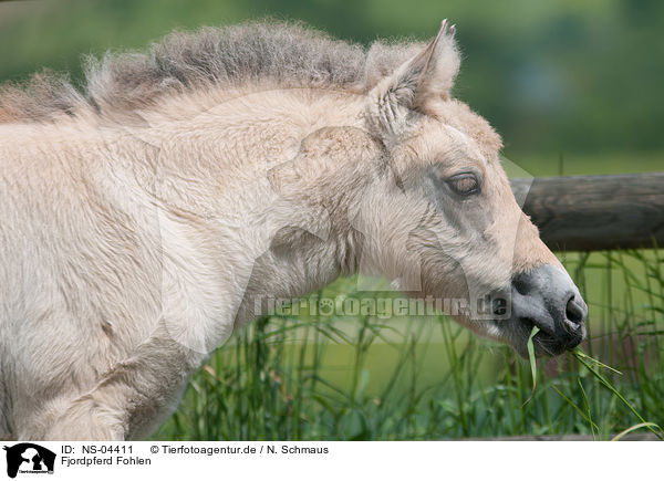 Fjordpferd Fohlen / Fjord Horse Foal / NS-04411