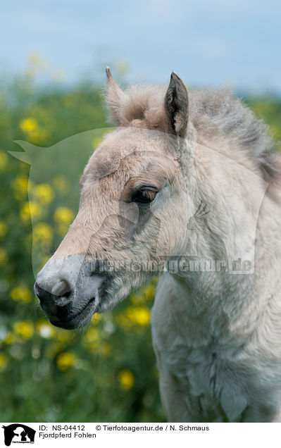 Fjordpferd Fohlen / Fjord Horse Foal / NS-04412
