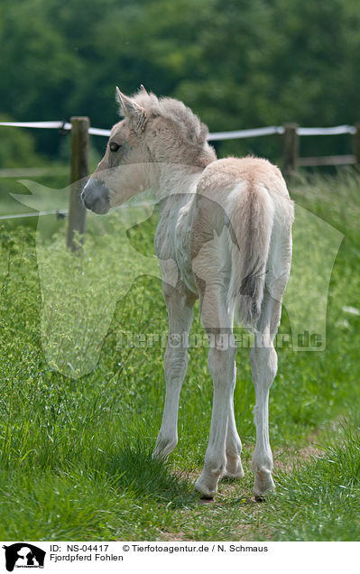 Fjordpferd Fohlen / Fjord Horse Foal / NS-04417
