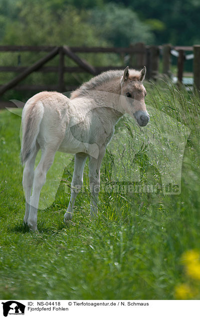 Fjordpferd Fohlen / Fjord Horse Foal / NS-04418