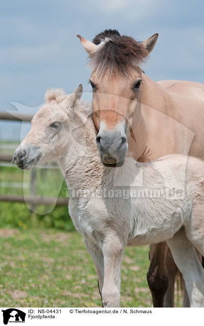 Fjordpferde / Fjord Horses / NS-04431