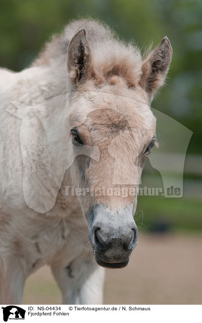 Fjordpferd Fohlen / Fjord Horse Foal / NS-04434